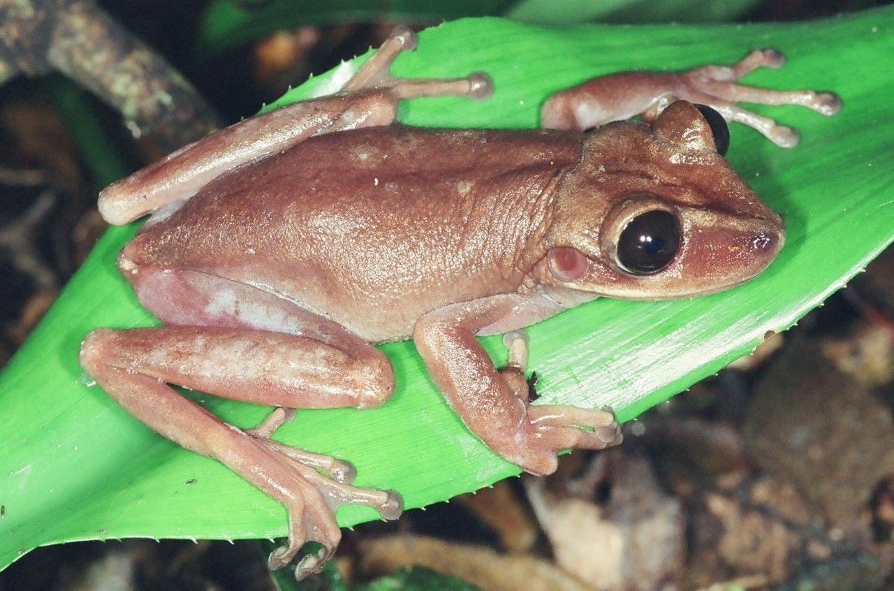 Instituto Rã-bugio para Conservação da Biodiversidade