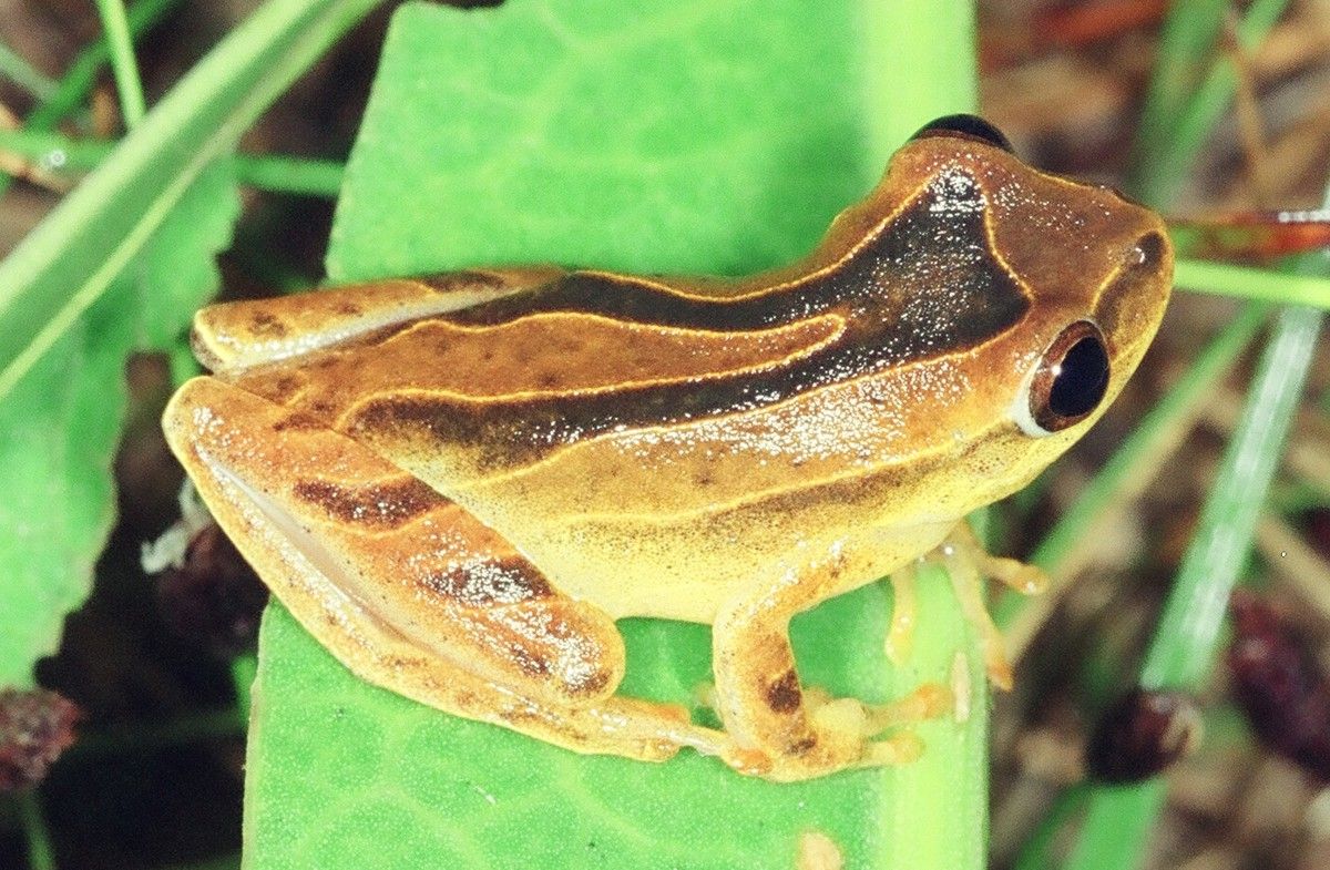 Instituto Rã-bugio para Conservação da Biodiversidade