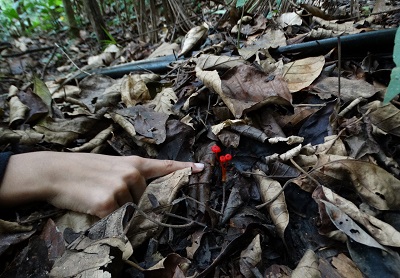 Fungos vermelhos na RPPN Santuario Rã-bugio que os alunos encontram nas trilhas